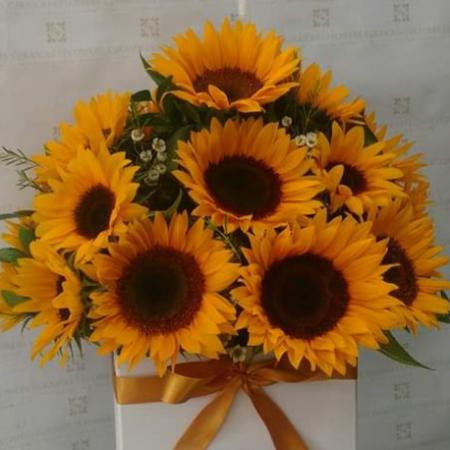 Box girasol