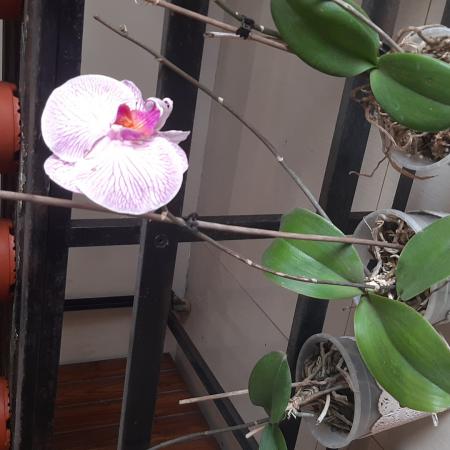 Orquidea 2